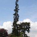Picea omorika